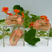 Load image into Gallery viewer, California Poppy Claw - Orange Acetate Flower Hair Clip