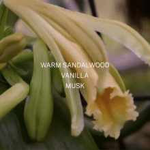 Load image into Gallery viewer, Finn & Co | Black Sand Bath & Body Oil