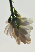 Load image into Gallery viewer, Archive Poeme | Etàle Parfum - Clean Fine Fragrance - Sandalwood - 110ml
