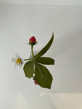Load image into Gallery viewer, Anneli Skaar | Paper Flower, Strawberry Plant in Vintage Glass Bottle
