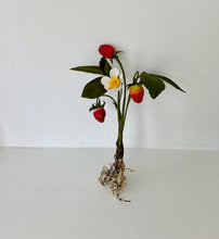 Load image into Gallery viewer, Skaar for Jessie Tobias Design | Paper Flower, Strawberries with Flower &amp; Roots
