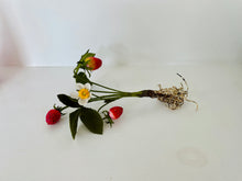 Load image into Gallery viewer, Skaar for Jessie Tobias Design | Paper Flower, Strawberries with Flower &amp; Roots
