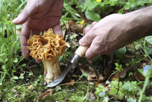 Load image into Gallery viewer, Opinel | No.08 Mushroom Knife with Brush
