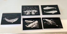Load image into Gallery viewer, Skaar for Jessie Tobias Design | Whale &amp; Squid Notecard Set
